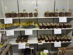 image5.jpeg