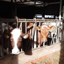 koe op stal in zon.jpg
