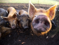 varkens in het bos houden cursus volgen boeren in het bos.jpg