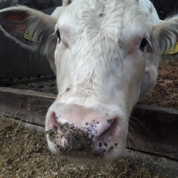 koe in de stal.jpg