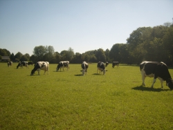 foto koeien schilderij.jpg