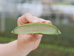 Dr. Green_Aloe vera stukje zijaanzicht.jpg