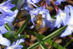 Bij op blauwe voorjaarsbloem.JPG