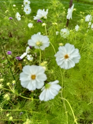 IMG_0979.jpeg