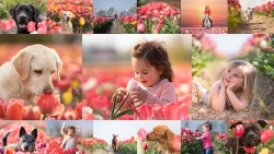 Tulpenshoots collage.JPG