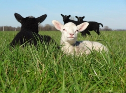 Lammetjes.jpg