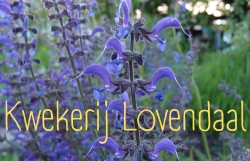 Kwekerij Lovendaal (1024 x 660 px).jpg