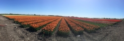 Tulpen in bloei.jpg