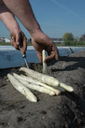 Asperges steken.png