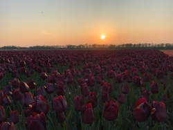 Tulpen tijdens zonsondergang.JPG