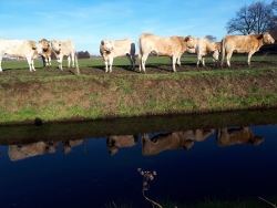Koeien aan de sloot - omslagfoto.jpg