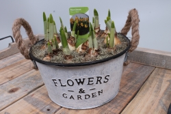 Zinken bakje met narcissen.JPG