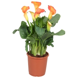 Calla Fuego oranje.jpg