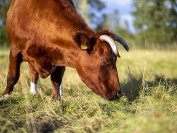 holistich grazen met runderen ecologisch beheer cursus.jpg