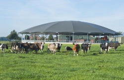 koepelstal veeteelt bewerkt.jpg