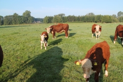 th_stier 002.jpg