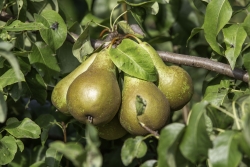 ©Klaas Eissens_VinkFruit Pluktuin opening 31-08-19 web-1-2.jpg