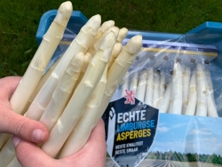 Asperge in hand.jpeg