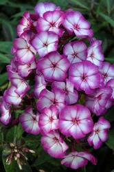 Phlox pan. 'Sweet Summer R  Fantasy'T (1).tif