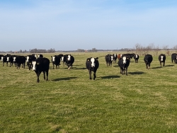 koeien buiten 21- 2 2021.jpg