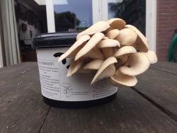 C1BF4000-791D-458F-A6D8-4F2F201951E6.jpeg