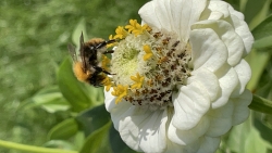 IMG_4172.jpeg