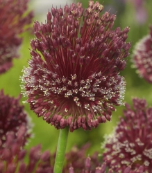 red mohican 1.png