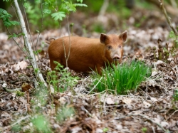 cursus natuurlijk varkens houden bosvarkens.jpg
