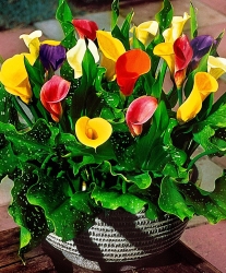 calla collectie.jpg