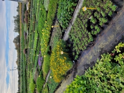 vaste planten veld.jpg