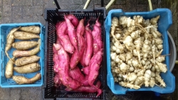 aardpeer, bataat, yacon.jpg