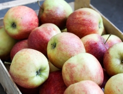 appels 2.jpg