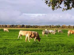 20191022 de koeien in de wei.jpg