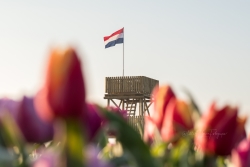Tulpenpluktuin 2022-1031.jpg