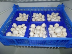Boerderijwinkel Manders 11.jpg