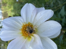 IMG_4091.jpeg