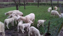 lammetjes.jpg