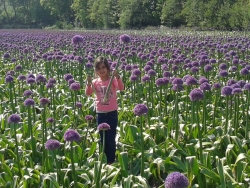 Indy in veld allium Globemaster 2016.jpg