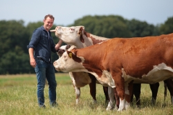 Joost Herefords.jpg