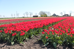 Rode tulpen in bloei.JPG