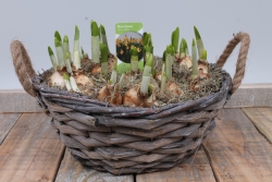 Rieten mandje met gele narcissen.JPG