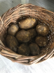 aardappels.jpg