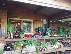 Tuinwinkel Ommuurde tuin.jpg