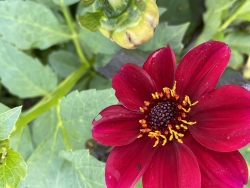IMG_4092.jpeg