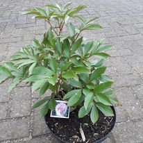 paeonia in pot.jpg