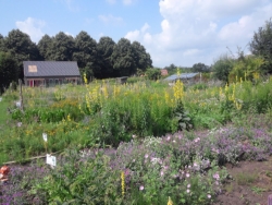 tuin-1.jpg