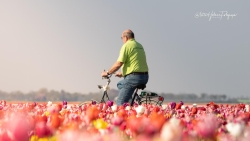 fiets in de tuin.jpg