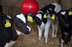 Kaasboerderij De Gelder melkveebedrijf kalfjes.jpg