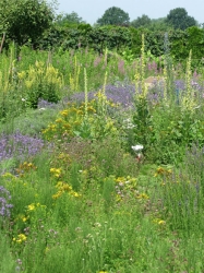 bloeiende tuin.jpg