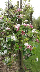 Roze Bloesem.jpg